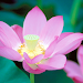 Lotus Live Wallpaper APK