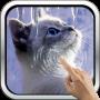 Interactive Kitten APK