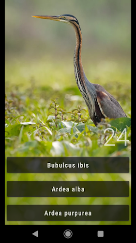 Little Bird Quiz: Aves Europe Screenshot 5