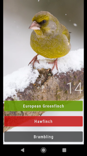 Little Bird Quiz: Aves Europe Screenshot 4