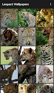 Leopard Wallpapers Screenshot 2
