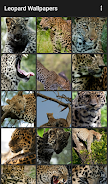 Leopard Wallpapers Screenshot 1