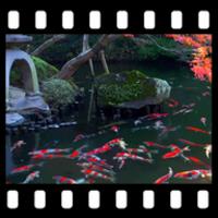 Japanese Koi Pond 4K Video LWP APK