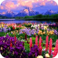 Valley of Flowers live wallpaper APK