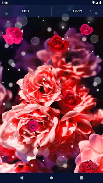 Red Rose Live Wallpaper Screenshot 3