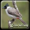 Suara Burung Kutilang Offline APK