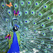 Peacock Live Wallpapers Topic