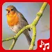 Bird sounds. Nice songs. APK