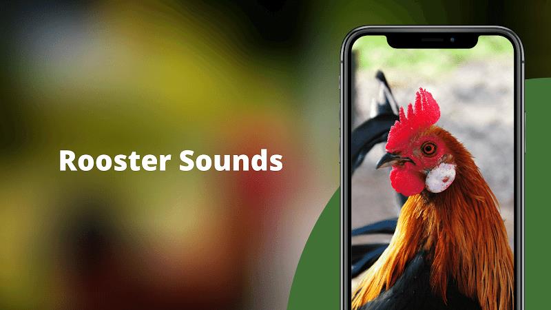 Rooster Sounds - Morning Alarm Screenshot 1