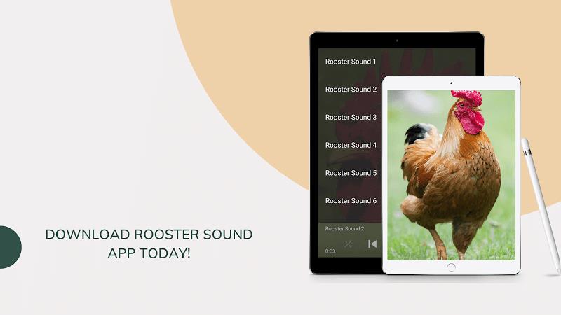 Rooster Sounds - Morning Alarm Screenshot 6