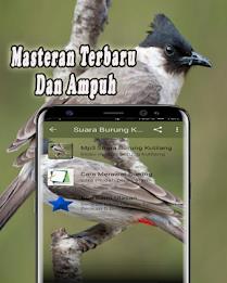 Suara Burung Kutilang Offline Screenshot 2