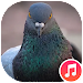 Pigeon Sounds Topic
