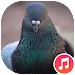 Pigeon Sounds APK