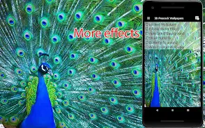 Peacock Live Wallpapers Screenshot 3