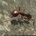 Ant Simulation 3D - Insect Sur Topic