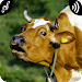 Cow Sounds APK