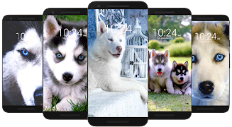 Husky Dog Wallpaper HD Screenshot 6