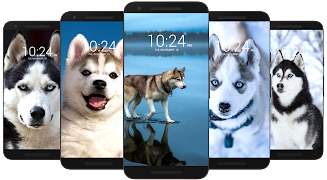 Husky Dog Wallpaper HD Screenshot 4