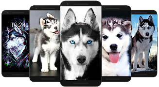 Husky Dog Wallpaper HD Screenshot 5