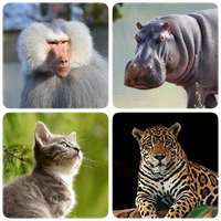 Mammals – Learn All Animals in Photo - Quiz! Topic