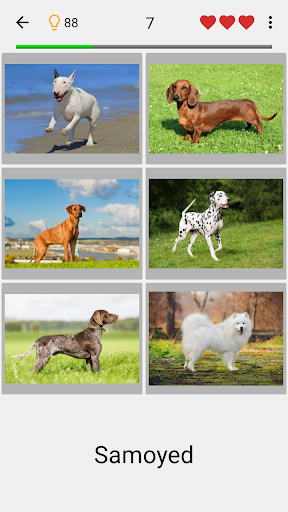 Dogs Quiz - Guess Popular Dog Breeds on the Photos Screenshot 4