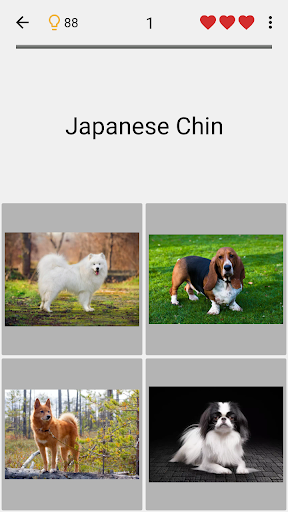 Dogs Quiz - Guess Popular Dog Breeds on the Photos Screenshot 1