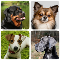 Dog Breeds - Quiz about all dogs of the world! Topic