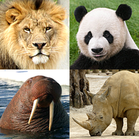 Animals Quiz - All Mammals Zoo Topic