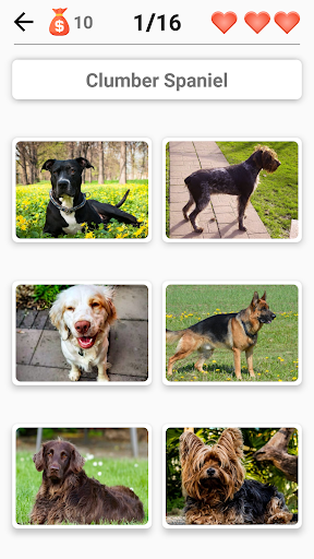 Dog Breeds - Quiz about all dogs of the world! Screenshot 3