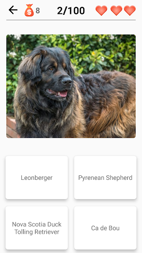 Dog Breeds - Quiz about all dogs of the world! Screenshot 4