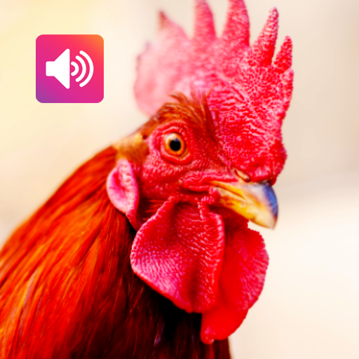 Rooster Sound APK