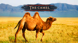 The Camel Screenshot 2