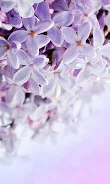 Lilac Flowers Live Wallpaper Screenshot 7