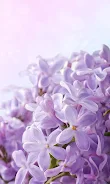 Lilac Flowers Live Wallpaper Screenshot 6
