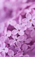 Lilac Flowers Live Wallpaper Screenshot 4