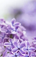 Lilac Flowers Live Wallpaper Screenshot 5