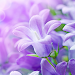 Lilac Flowers Live Wallpaper Topic
