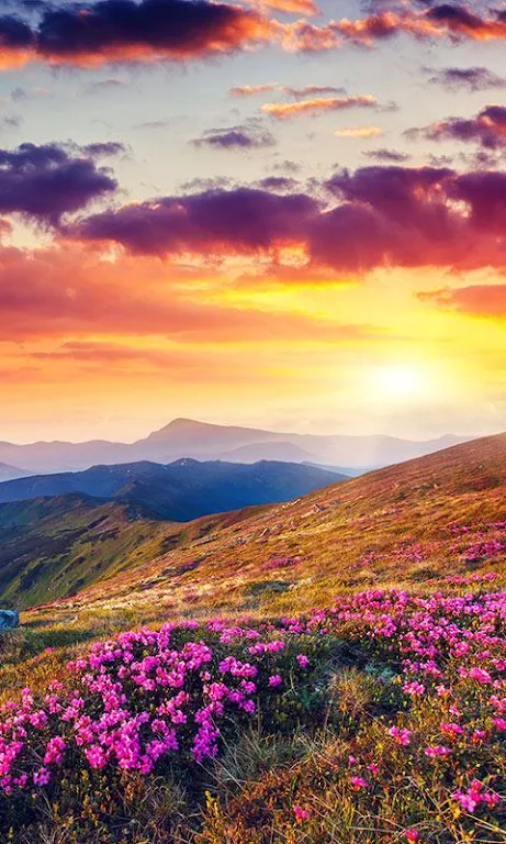 Mountain Flower Live Wallpaper Screenshot 1