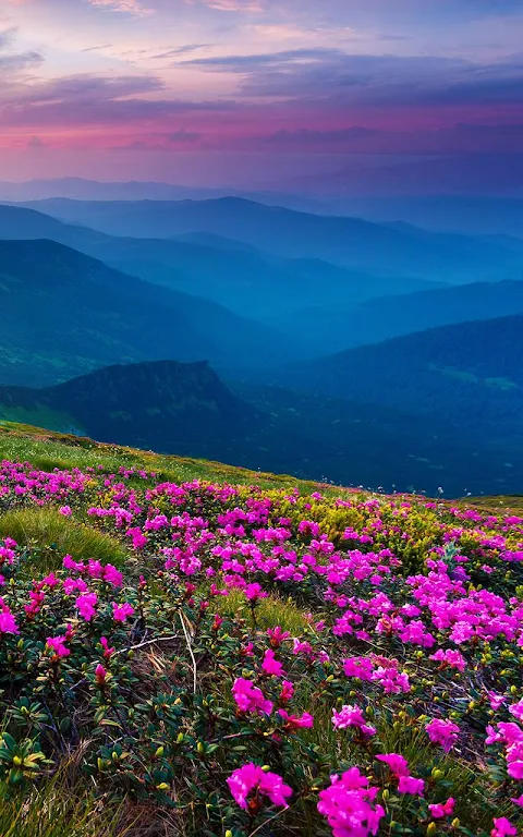Mountain Flower Live Wallpaper Screenshot 3