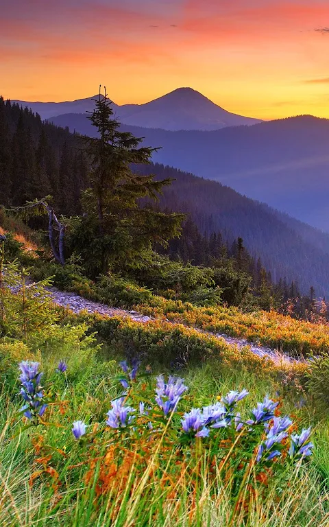 Mountain Flower Live Wallpaper Screenshot 2