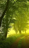 Forest Live Wallpaper Screenshot 7