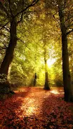 Forest Live Wallpaper Screenshot 1