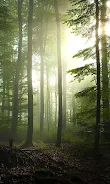 Forest Live Wallpaper Screenshot 6