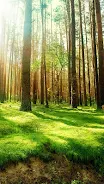 Forest Live Wallpaper Screenshot 4